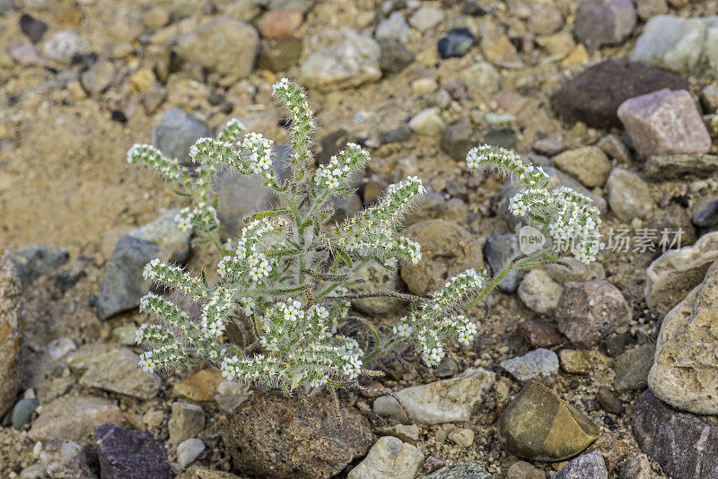 隐花(Cryptantha angustifolia)是琉璃苣科的一种野花，有几个常见的名称，包括Panamint catseye和bristlelobe Cryptantha，发现于死亡谷。